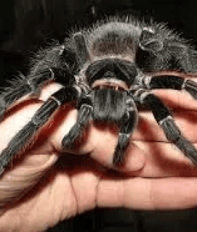 Lasiodora parahybana паук птицеед для новичка brachypelma павук