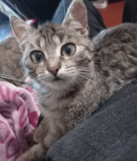 Котенок девочка в хорошие руки