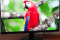 Монитор Acer sa240y состояние нового полный комплект 4