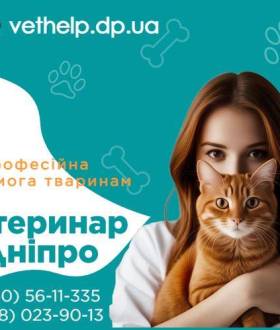 Вызов ветеринара на дом Днепр Кастрация, Стерилизация